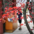 향기로운 염원 이미지