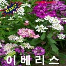 샤인샵 쇼핑하우