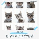 견생스타일 | 뷰티캠 AI로 만든 강아지·고양이 견생9컷 💖 우리집 아이들 총출동!