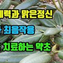 만병초-강건한몸과 정신이 맑아지고, 강정과 최음작용, 당뇨와 비만을 잡는 대사성질환 특허약초, 강심작용과, 피가 맑아지고 혈압이 내려가 이미지