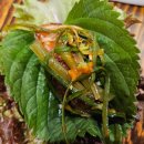 세종시 맛집 도담동 삼겹살 저림숙성그릴 아이랑 간 후기
