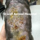 청주지웰동물병원 이미지