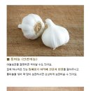 깐마늘, 통마늘 보관법 이미지