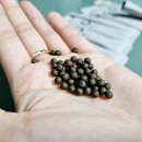 동안비책한의원 | [강남역 다이어트한약 후기] 현직 간호사의 감량비책 한의원 솔직 후기, 매우 솔직 주의!