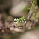 변산아씨 오시는데 이미지