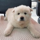 하오개길 피플워치