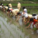 거제시 민요 「모심기 노래」 모를 논에 심으며 부르는 농업노동요 이미지