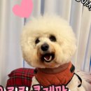 초코네 애견샵 이미지