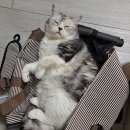 필종합동물병원 이미지