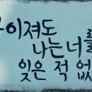 낙화 이미지