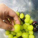 구서청과