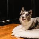 독클래스 이미지