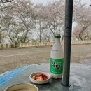 황령산 바람고개 | 부산 벚꽃 명소 | 황령산 옹달샘 포차 야장 맛집 낮술
