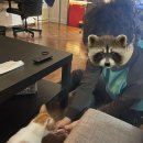 토론토 캣 이미지