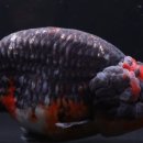 다루아쿠아 이미지