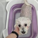 비주얼펫살롱 이미지