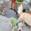 윤선생 애견훈련소 이미지