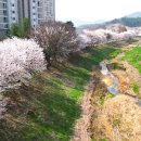 아산로 Daum카페