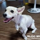 그루밍케이 이미지