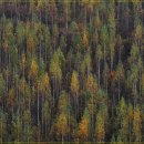 ♣10/13(토) 노란빛 일렁이는 비밀의 숲 홍천 은행나무 숲 & 하얀 숲속의 여신의 속삭임 원대리 자작나무 숲트레킹 이미지