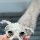 까미애견샵 이미지