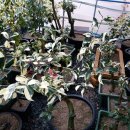 동백농원 이미지