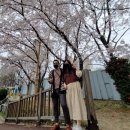 해수천2호 | 부산 벚꽃놀이 영도 동삼해수천 손잡고 걷기 좋은곳