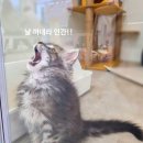 냥냥펀치 이미지