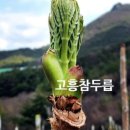 웰빙떡사랑