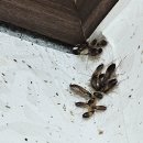 광명아파트 뒤편 | 바퀴벌레없애는법 독일바퀴 퇴치 유충 새끼 알 알집 박멸 실제 후기와 확실한 퇴치약 추천