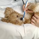 포피펫 - 안성시 중앙로 423 | 포피펫