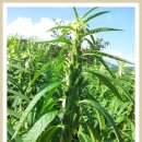 병현농장 이미지