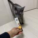 다이소에 입점한 고양이 영양간식 츄르 냥냥짜요