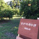법인과일나무