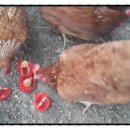 하민농장 이미지