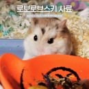 로보로브스키 사슴햄스터 전용 사료 먹이 The 로보