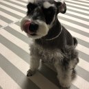 별이와개똥이 이미지