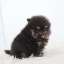 대구강아지분양 도로시펫 이미지