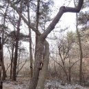 등산로(상) Daum카페