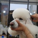 춘천애견미용학원 이미지
