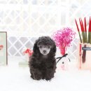 스마트 애견 이미지