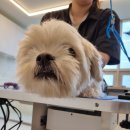 The 사랑할 개 이미지