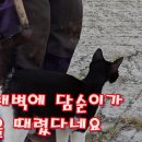 담순이네
