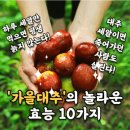 회춘의 열매 가을 대추의 효능 10가지 이미지