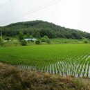 충주싼땅/충주남향땅/충주다다부동산 답1213평 1억4천만원 이미지