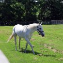 큰마음목장 이미지