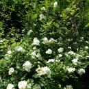 보리밭수제비 이미지