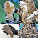 (주)동해유통 티스토리