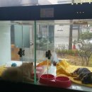 도기 Doggie 이미지