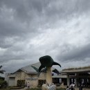 돌고래목욕탕 | [일본 오키나와 여행] 츄라우미 수족관, 정글리아 오후권, 스파 이용 후기 및 팁, 코코식당